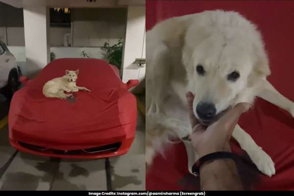 Hyderabad Resident Wins Hearts by Allowing a Stray Dog to Rest on His Ferrari