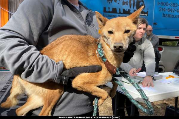 Missouri's Humane Society Rescues 43 Emaciated Shiba Inus and Discovers 9 Dog Remains
