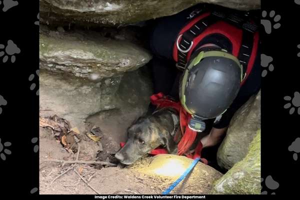 Rescue Team Enters Deep Cave to Save Trapped Dog, Discover Bear