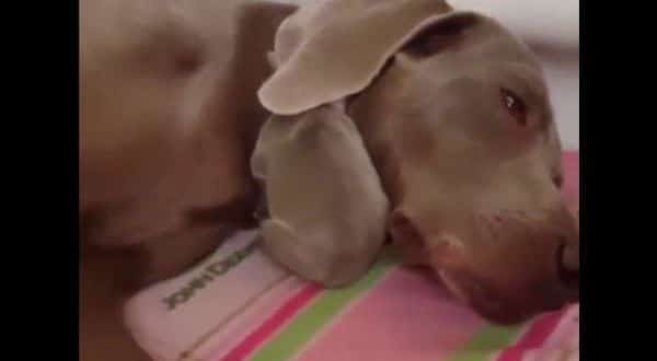 Viral Video Adorable Puppy Cozily Naps Using Mama Dog's Ear as a Blanket