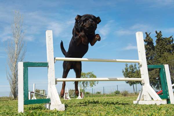 Approval Granted for a New Dog Squad Training Center in Baramati by the State