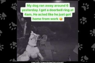 Clever Canine's Doorbell Announcement Goes Viral After Late-Night Adventure