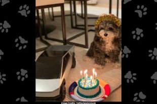 Elon Musk Celebrates His Pup’s Birthday While Sharing Adorable Pictures on X