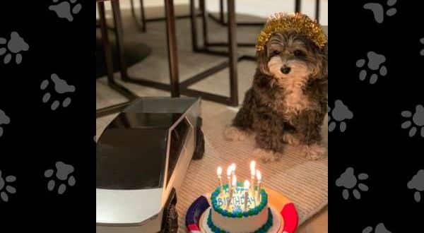 Elon Musk Celebrates His Pup’s Birthday While Sharing Adorable Pictures on X