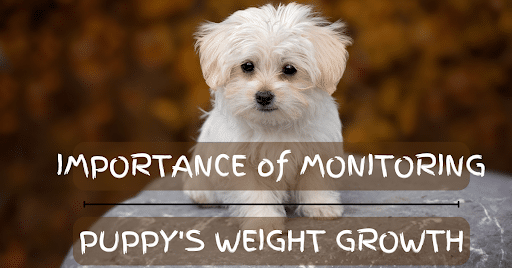 IMPORTANCE OF MONITORING YOUR PUPPY'S WEIGHT GROWTH