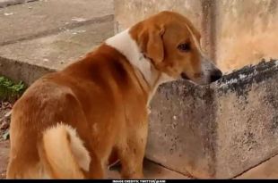 Kerala's Loyal Canine Dog Awaits Outside Mortuary for Four Months