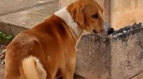 Kerala's Loyal Canine Dog Awaits Outside Mortuary for Four Months