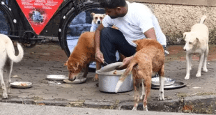 Legal Rights and Responsibilities Navigating the Feeding of Stray Dogs in Gurgaon Housing Societies