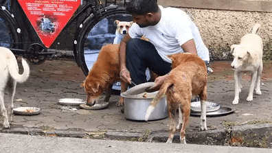 Legal Rights and Responsibilities Navigating the Feeding of Stray Dogs in Gurgaon Housing Societies