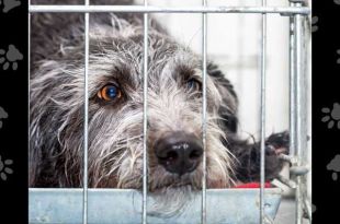 Rescue Operation Saves 14 Caged, Undernourished, and Sick Dogs from Illegal Breeding