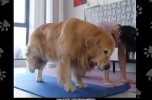 Viral Video Dog's Yoga Session with Owner Inspires Netizens for Fitness