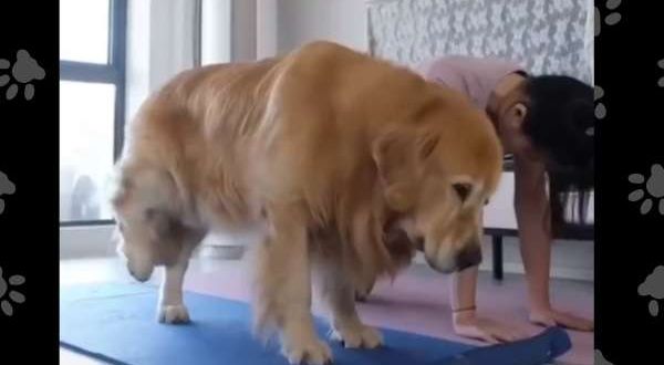 Viral Video Dog's Yoga Session with Owner Inspires Netizens for Fitness
