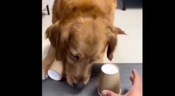 Watch Dog Attempts to Solve a Puzzle and Win Treats!