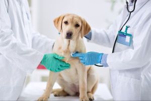 When to Seek Emergency Care for Dehydration in Dogs