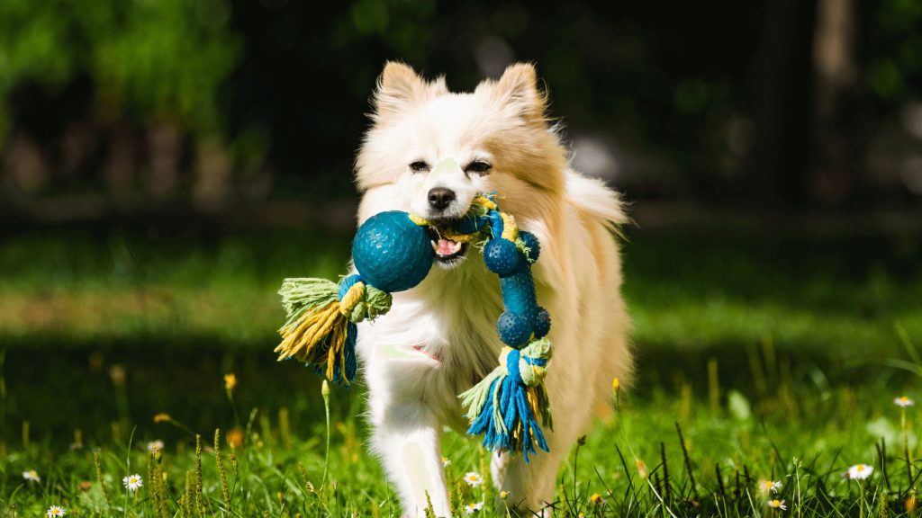 Unsafe Dog Toys