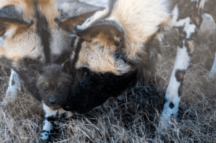 African painted dogs Pele and Guy appear with a new pup at the Oklahoma City Zoo.