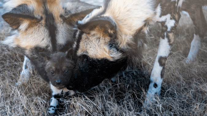 African painted dogs Pele and Guy appear with a new pup at the Oklahoma City Zoo.
