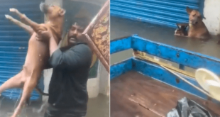 Good Samaritans Come To Rescue Of Dogs Stranded in Chennai Floods
