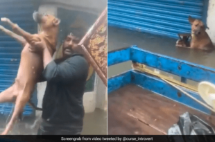 Good Samaritans Come To Rescue Of Dogs Stranded in Chennai Floods