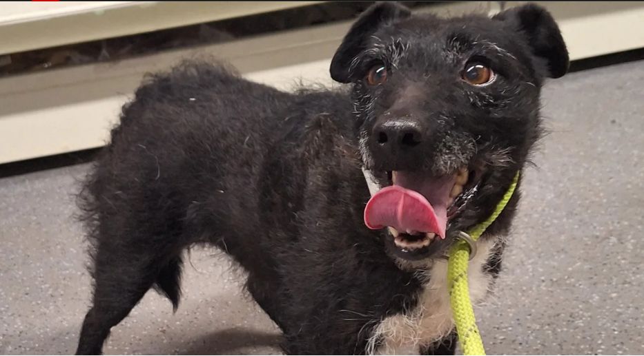 Dog rescued