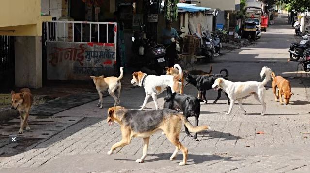 Stray Dogs