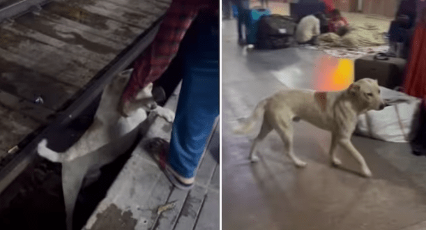 Man rescues a dog stranded on railway tracks