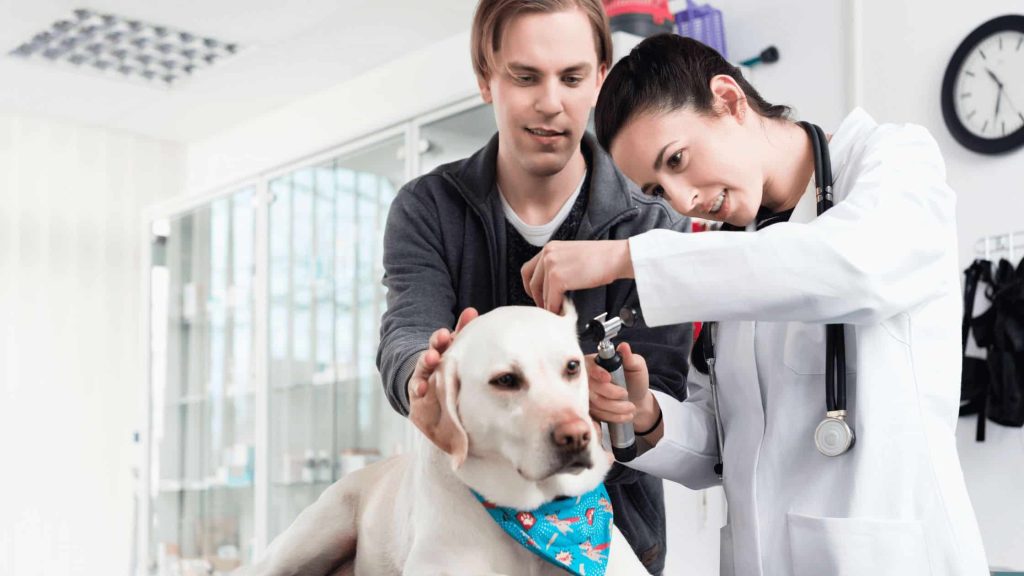 Dog Ear Infections