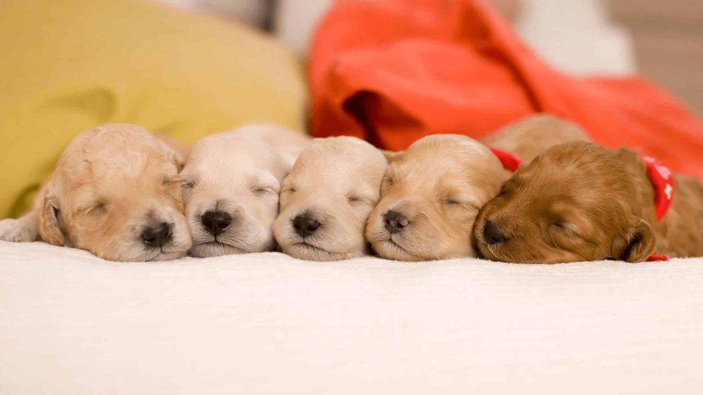 Puppy Fear Periods