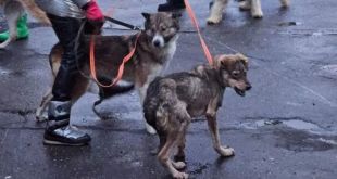 Russian Dog Enthusiasts Rally to Rescue Stray Dogs from a Potential Culling in Ulan-Ude, Siberia
