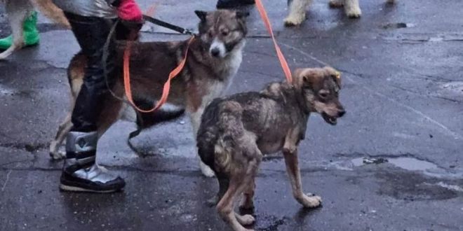 Russian Dog Enthusiasts Rally to Rescue Stray Dogs from a Potential Culling in Ulan-Ude, Siberia