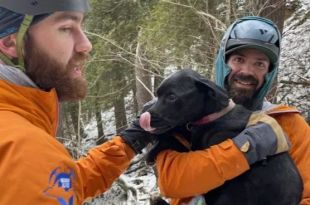 Dog Successfully Rescued