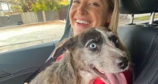 Kelly Olynyk Locates Lost Dog