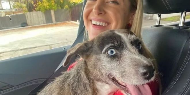 Kelly Olynyk Locates Lost Dog