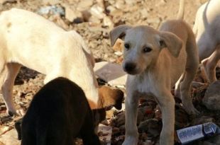 Over 200 Dogs Destined for Slaughter Rescued by Indonesian Authorities