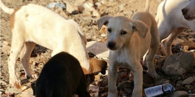 Over 200 Dogs Destined for Slaughter Rescued by Indonesian Authorities