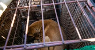 South Korea Moves to Outlaw Dog Slaughter and Sale for Meat