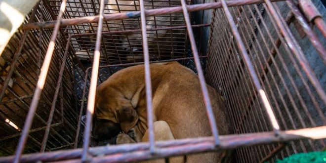 South Korea Moves to Outlaw Dog Slaughter and Sale for Meat