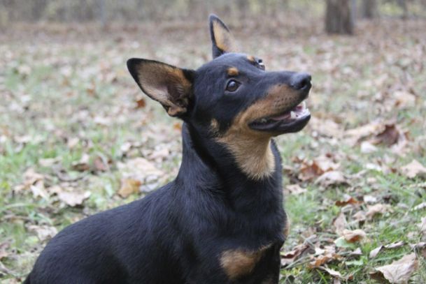 American Kennel Club