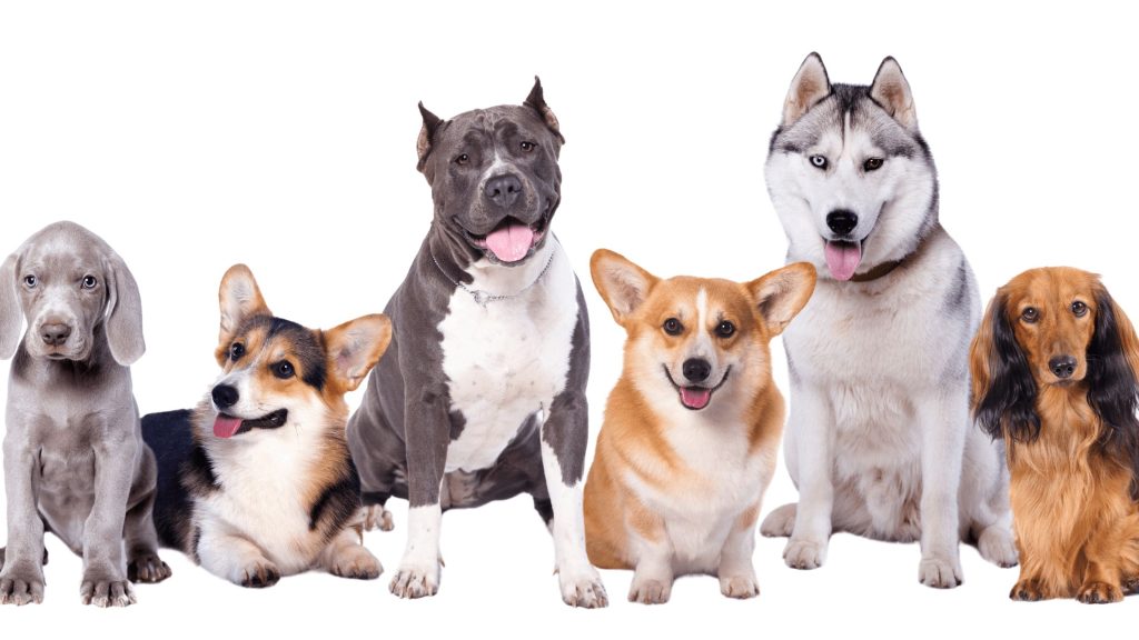 extinct dog breeds