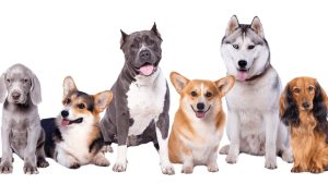 extinct dog breeds