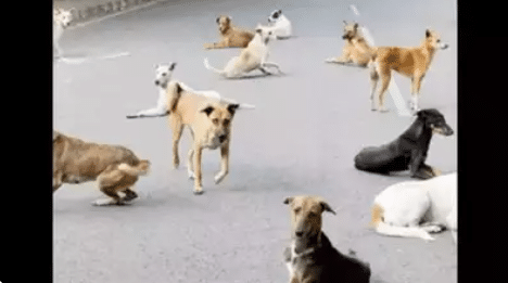 Man Shoots 20 Street Dogs in Telangana Morning Rampage