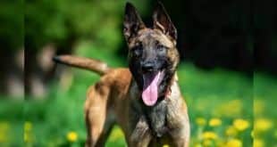 Canine Unit Deployed to Combat Illicit Liquor Smuggling via Delhi's Asola Area