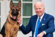 Commander, Joe Biden's Dog, Bit Secret Service Agents 24 Times