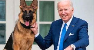 Commander, Joe Biden's Dog, Bit Secret Service Agents 24 Times
