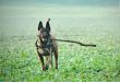 India's Premier Counter-Terrorism Unit to Substitute Labradors with Belgian Malinois
