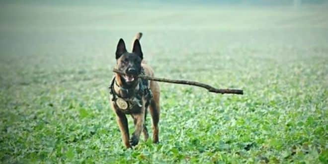 India's Premier Counter-Terrorism Unit to Substitute Labradors with Belgian Malinois