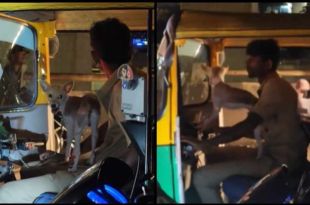 Pup Rides Alongside Auto Driver in Bengaluru's Streets, Video Captivates Online Audience