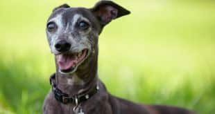 Portrait of senior Italian Greyhound relaxed at the park.