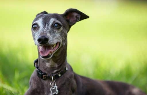 Portrait of senior Italian Greyhound relaxed at the park.