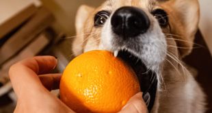 Dogs Eat Oranges